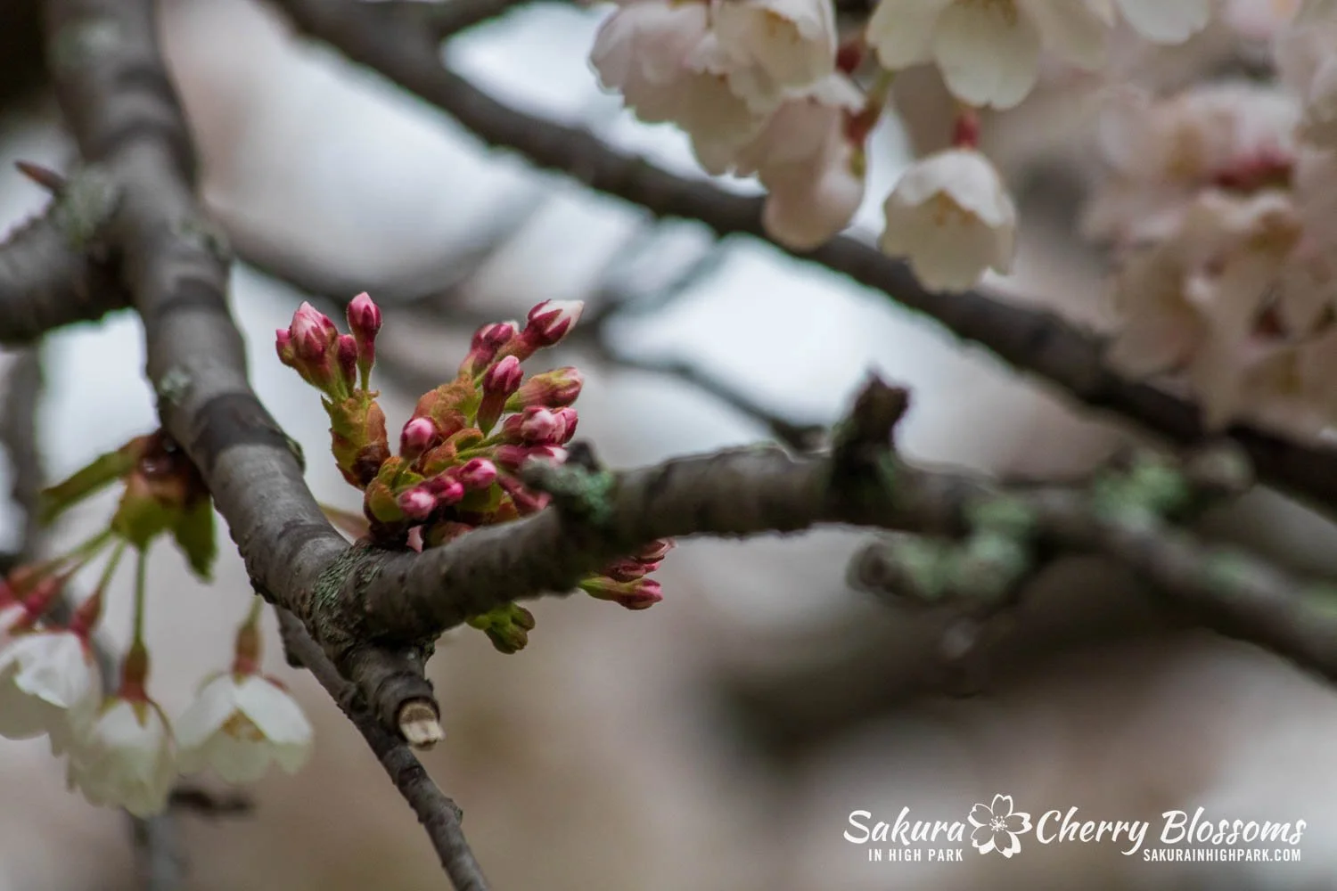 Sakura Watch May 1, 2025 - Full Bloom begins, with trees